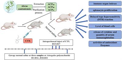 The Protective Effects of Three Polysaccharides From Abrus cantoniensis Against Cyclophosphamide-Induced Immunosuppression and Oxidative Damage